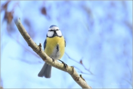 <p>SÝKORA MODŘINKA (Cyanistes caeruleus) /Eurasian blue tit - Blaumeise/</p>